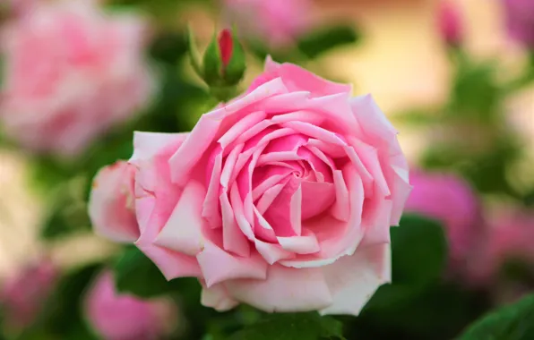 Flowers, background, roses, garden, pink, buds, bokeh