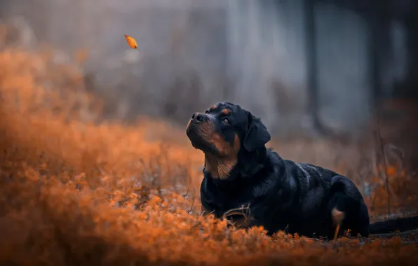 Look, nature, pose, dog, face