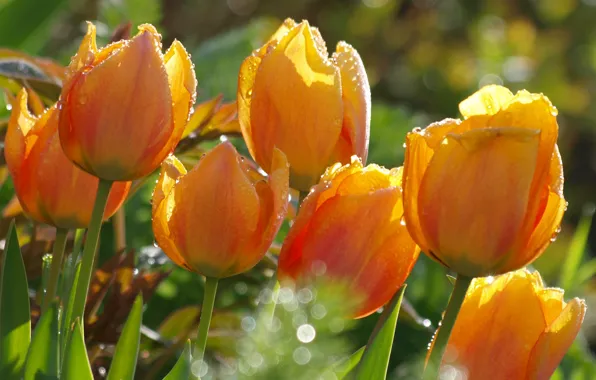 Picture drops, light, orange, tulips, bokeh