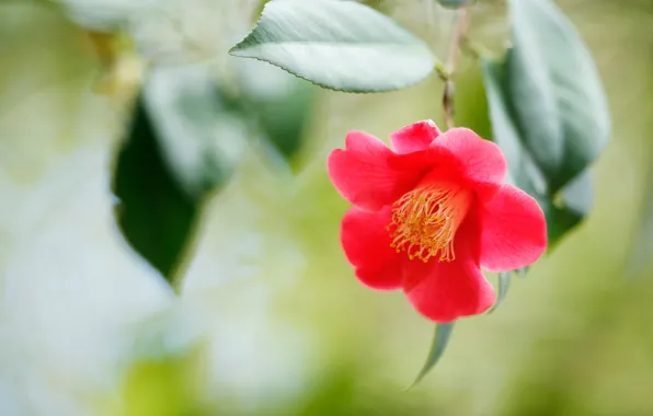 Picture leaves, flowers, red, green, background, blur, scarlet, bokeh