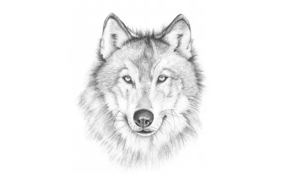 Picture face, wolf, painting, light background, wolf