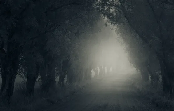 Road, trees, fog