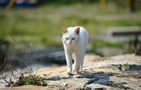 Picture cat, white, grass, cat, stones, street, walk