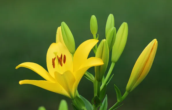 Macro, Lily, plant, petals