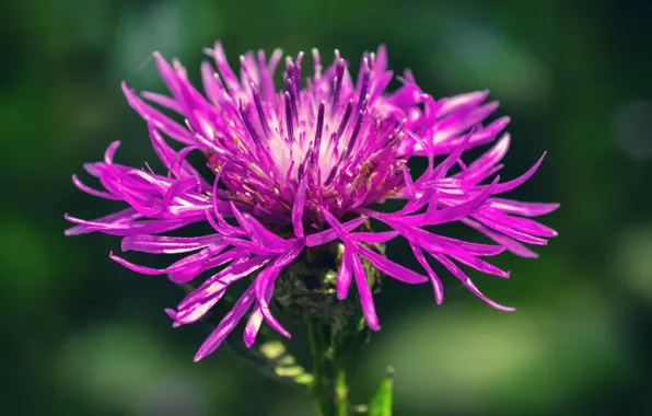 Flower, flowers, flower, flowers, field