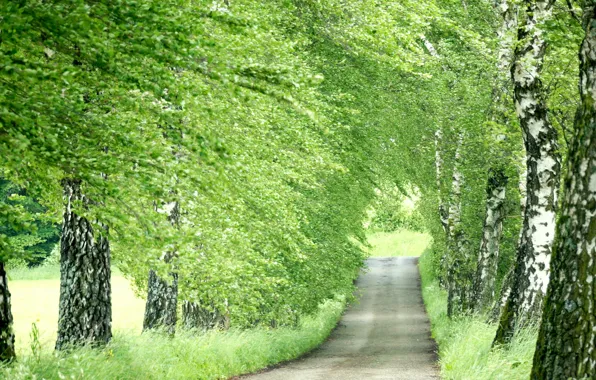 Road, nature, birch