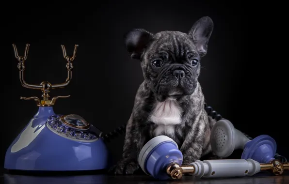 Puppy, phone, French bulldog, marble