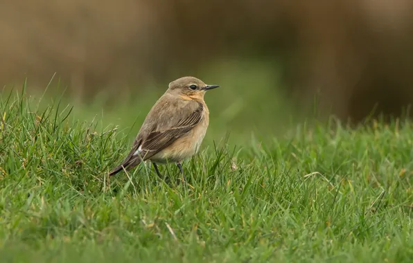 Picture nature, bird, grass, Kamenka