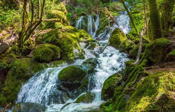 Picture greens, forest, stream, stones, waterfall, moss