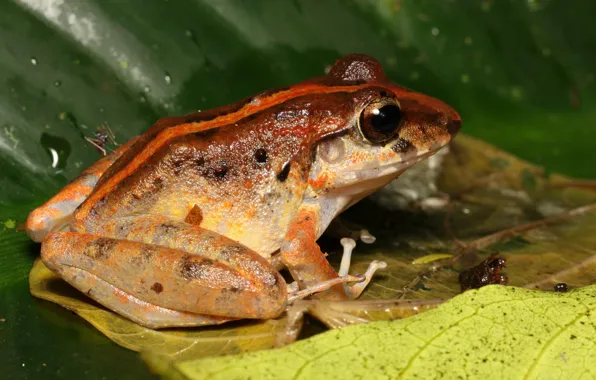 Drops, macro, sheet, background, leaf, frog, reptile, spotted