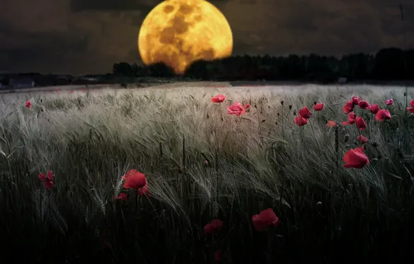 Picture Field, The moon, moon, night, The full moon, wheat, full moon