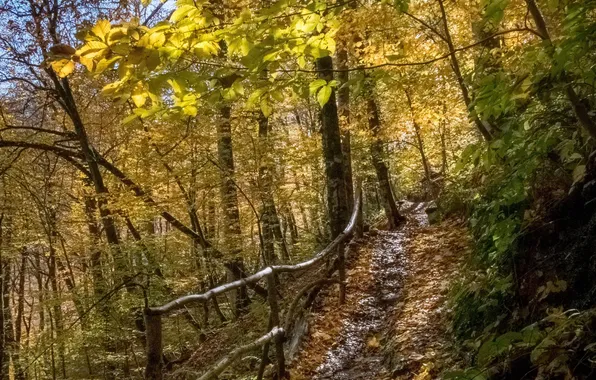 Picture Autumn, September, Rosa Khutor, Nadezhda Demkina, The path of health