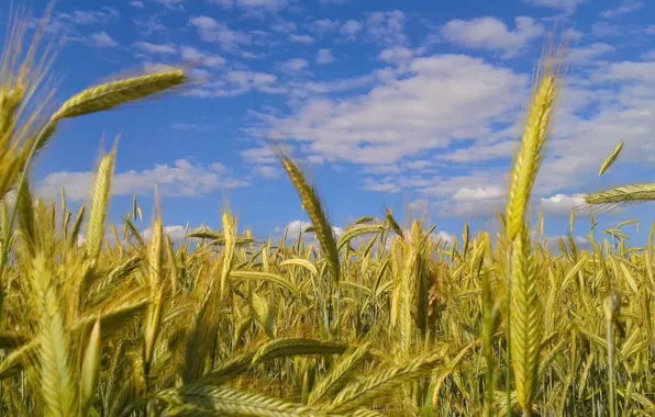 Picture the sky, clouds, ears, time