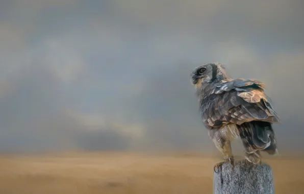 Field, the sky, look, background, bird, treatment, post, haze