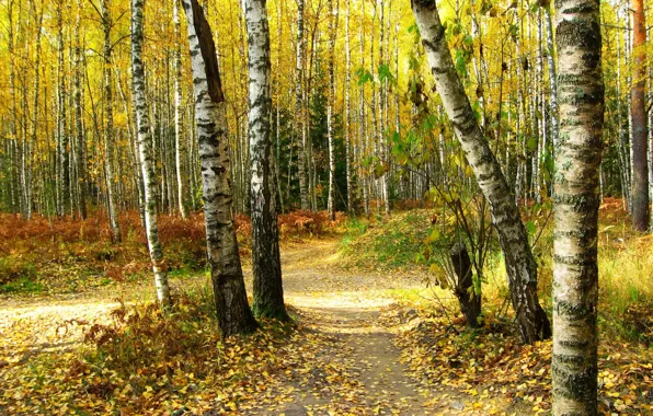 Picture autumn, forest, leaves, trees, nature, photo, trail, birch