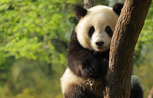 Tree, baby, bear, Panda
