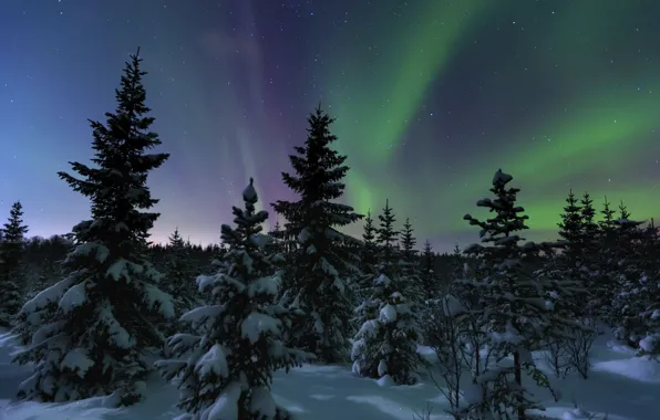 Winter, forest, the sky, stars, snow, trees, night, nature