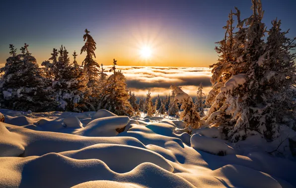 Picture winter, the sun, clouds, rays, snow, trees, landscape, nature