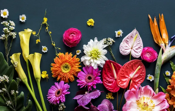 Flowers, background, colorful, flowers, bright, various