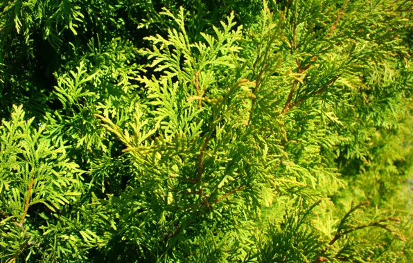 Picture greens, needles, thuja