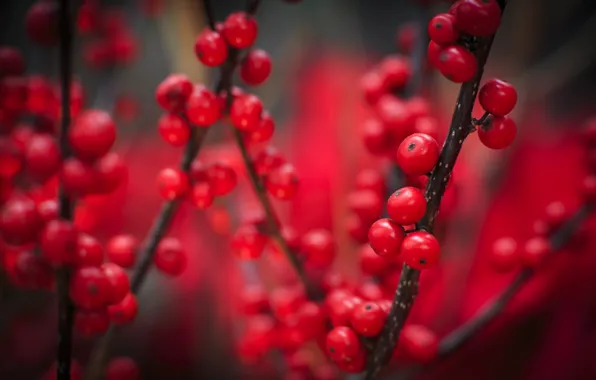 Autumn, macro, berries, red