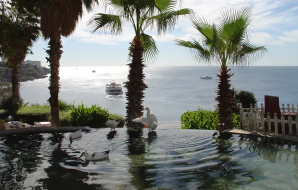 Picture sea, duck, Antalya