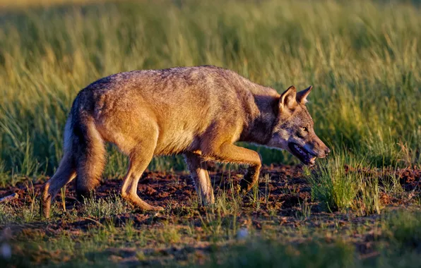 Picture pose, look, light, nature, wolf, glade, sneaks, grass