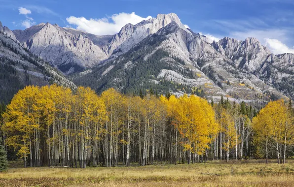 Autumn, forest, the sky, leaves, mountains, Colorado, USA, aspen