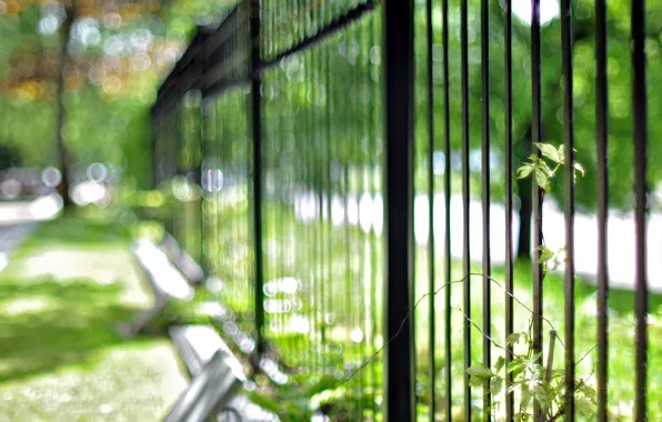 Picture the city, street, the fence, plant, bokeh