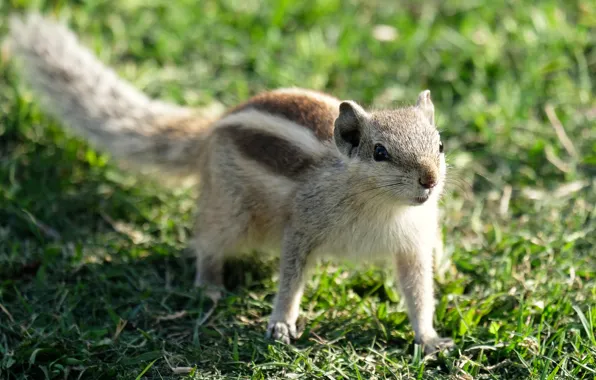 Picture walk, glade, bokeh, Chipmunk, grass, animal