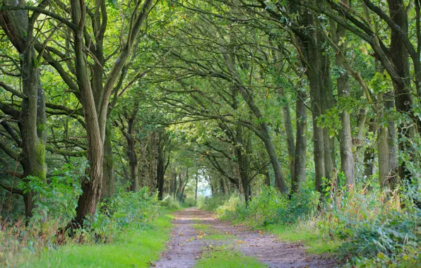 Picture trees, trail, Netherlands, Holland, Drenthe, Gasselternijveen-Axes, Annen