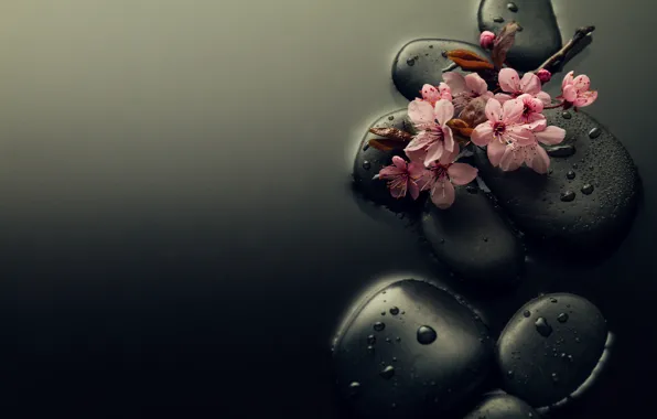 Water, drops, flowers, stones, branch, Sakura