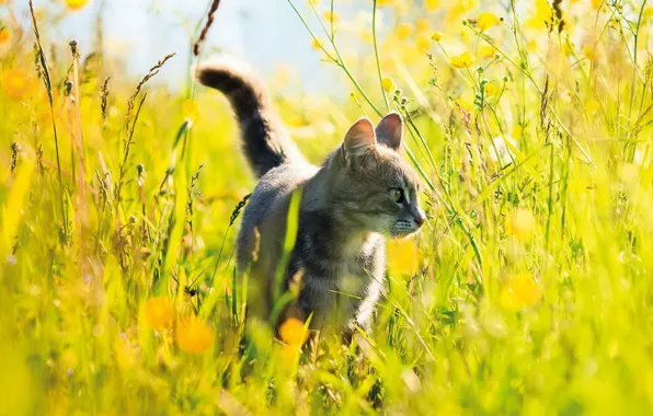 Cat, summer, grass, cat, nature, tail, walk, yellow background