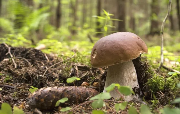 Forest, mushroom, moss, bump, Borovik