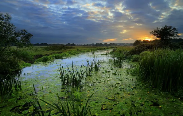 Greens, field, summer, the sky, grass, clouds, trees, sunset