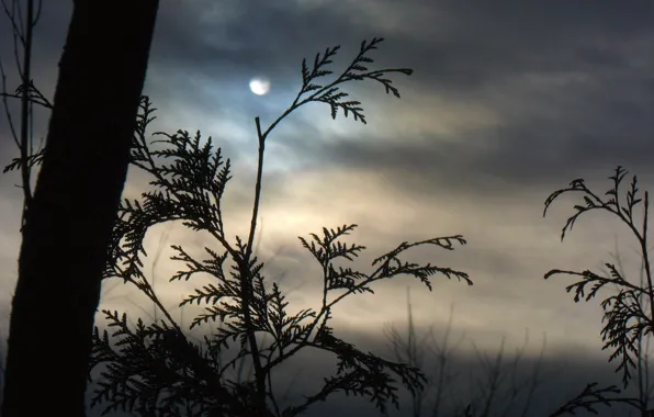 Clouds, branches, fog, the moon