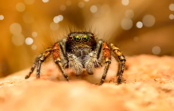 Look, macro, spider, jumper, spider, jumping spider, the Hoppy