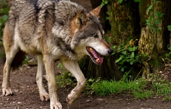 Picture nature, predator, animal, wolf, wildlife, portrait., Canis lupus. face • wolf • portrait • predator