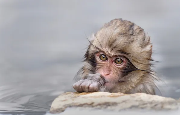 Look, water, stone, bathing, monkey, face, cub, monkey