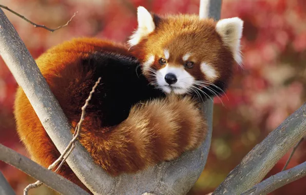 Panda, red, small, Firefox