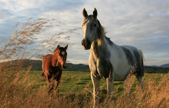 Field, nature, horse, color, breed