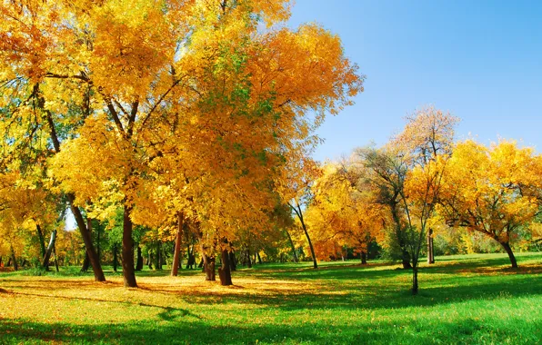 Autumn, forest, trees, Nature, sunlight