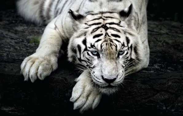 Picture white, look, tiger, tiger, Siberian