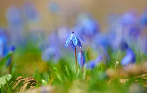 Picture greens, flowers, blue, glade, spring, bokeh, blurred background, Scilla