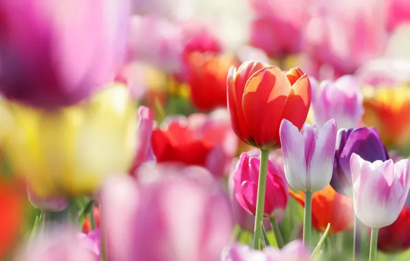 Flowers, spring, tulips, buds