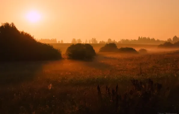 Summer, landscape, nature, fog, dawn, morning