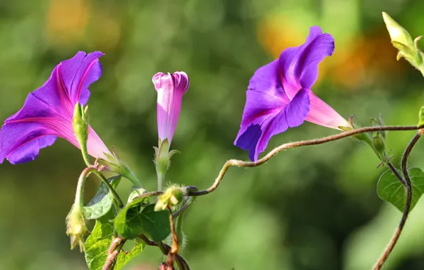 Summer, leaves, flowers, stems, a couple, Duo, buds, lilac