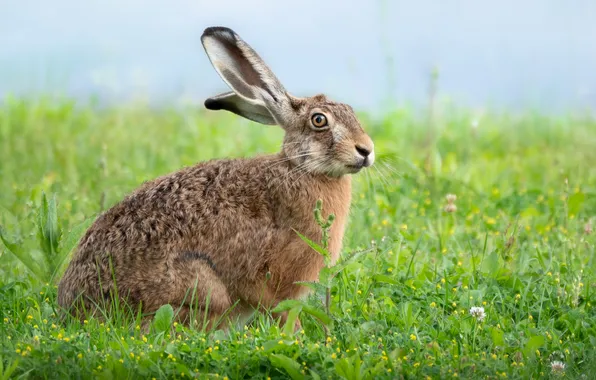 Greens, summer, grass, look, grey, glade, hare, face