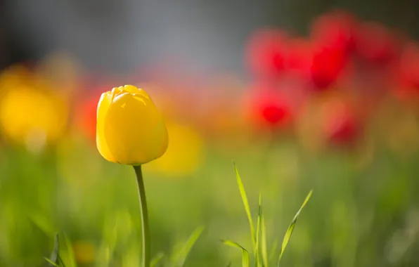 Picture flowers, background, Tulip