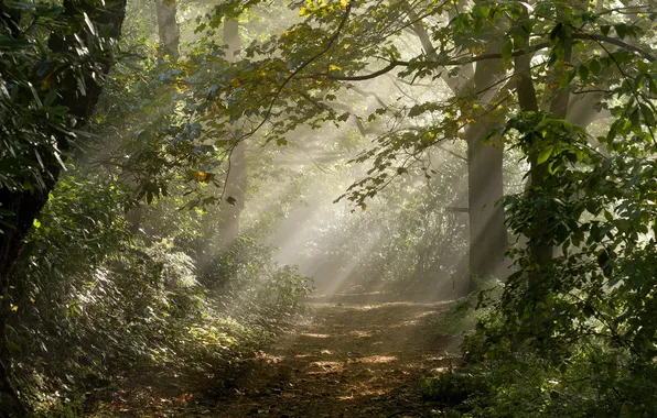 Picture road, forest, light, nature